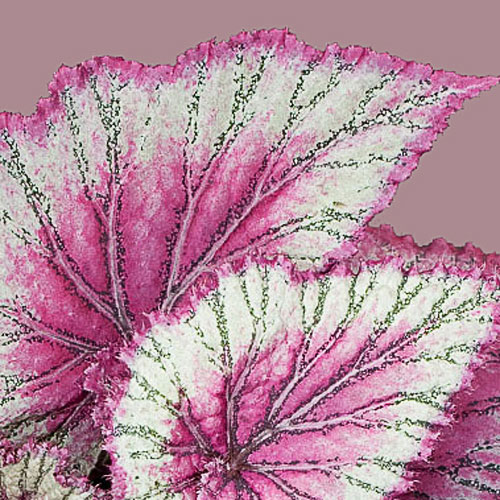 B. ‘Pinkpop’